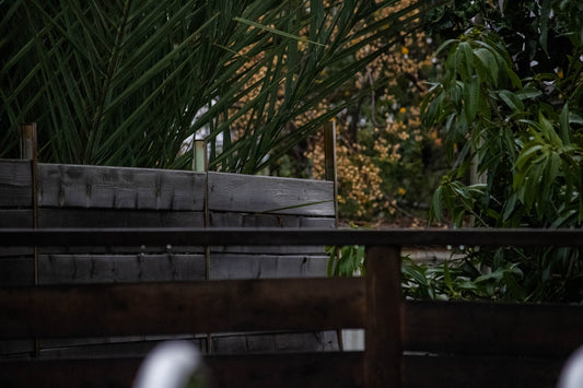 green plant on brown wooden fence