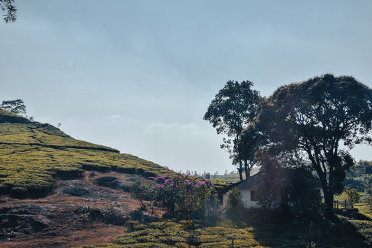 a house on a hill surrounded by trees